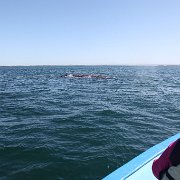 IMG 0001 2 (250)